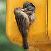 Phew: Sparrow Family In Traffic Light Can Stay